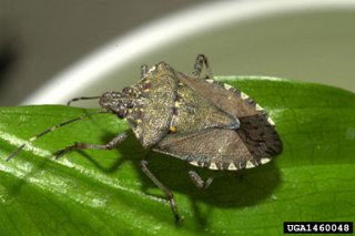 brown_marmorated_stink_bug_adult.jpg