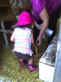 Moms-Club-of-Belvidere-visits-Blums-Farm